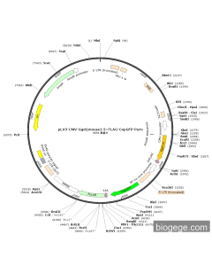 pLV3-CMV-Ggct(mouse)-3×FLAG-CopGFP-Puro