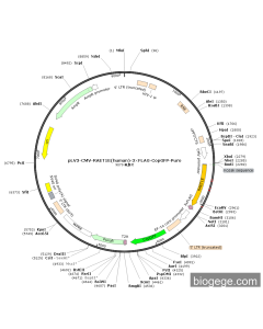 pLV3-CMV-RAET1E(human)-3×FLAG-CopGFP-Puro