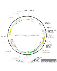 pLV3-CMV-Il11(mouse)-3×FLAG-CopGFP-Puro