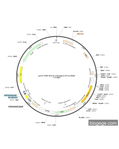 pLV3-CMV-BCL2L1(human)-EF1a-Blast