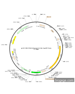 pLV3-CMV-PINK1(human)-8×His-CopGFP-Puro