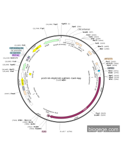 pLV3-U6-Atg5(rat)-sgRNA1-Cas9-Hyg