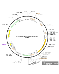 pLV3-CMV-SERPINE1(human)-6×His-Puro