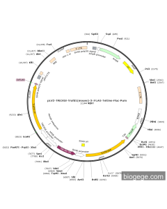 pLV2-TRE3GS-Trafd1(mouse)-3×FLAG-TetOne-Fluc-Puro