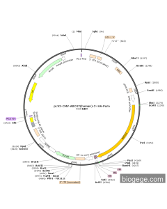 pLV3-CMV-ABCG2(human)-3×HA-Puro