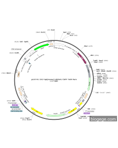 pLV3-H1-2O2-Ogt(mouse)-shRNA1-EGFP-TetR-Puro