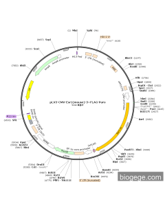 pLV3-CMV-Esr1(mouse)-3×FLAG-Puro