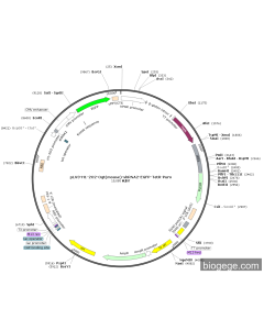 pLV3-H1-2O2-Ogt(mouse)-shRNA2-EGFP-TetR-Puro