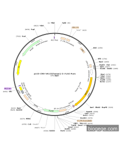 pLV3-CMV-NR1I2(human)-3×FLAG-Puro