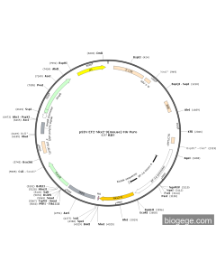 pSIN-EF2-Nkx2-9(mouse)-HA-Puro