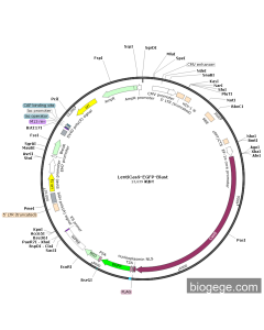 LentiCas9-EGFP-Blast