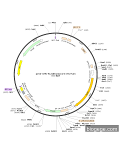 pLV3-CMV-PLAU(human)-6×His-Puro