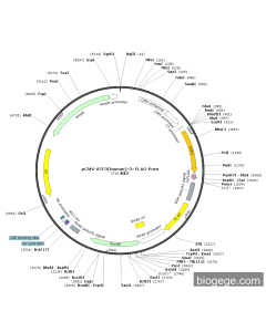 pCMV-ATF3(human)-3×FLAG-Puro