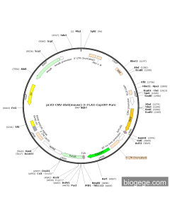 pLV3-CMV-Slx9(mouse)-3×FLAG-CopGFP-Puro