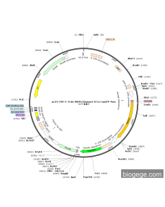 pLV3-CMV-3×FLAG-RBMS1(human)-EF1a-CopGFP-Puro