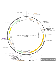 pLV3-CMV-DNM1L(human)-3×FLAG-Puro