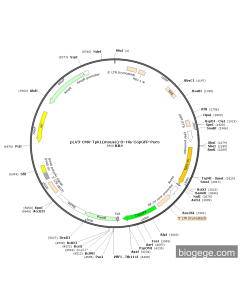 pLV3-CMV-Tpk1(mouse)-8×His-CopGFP-Puro