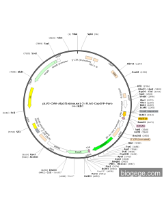 pLV3-CMV-Atp5f1e(mouse)-3×FLAG-CopGFP-Puro
