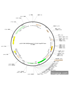 pLV3-CMV-Ubl3(mouse)-3×FLAG-CopGFP-Puro