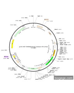 pLV3-CMV-TOMM20(human)-ZsGreen1-EF1a-Puro
