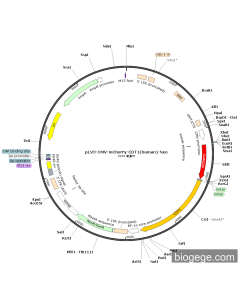 pLV3-CMV-mCherry-CDT1(human)-Neo