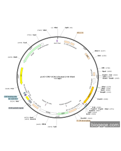 pLV3-CMV-UCHL1(human)-HA-Blast