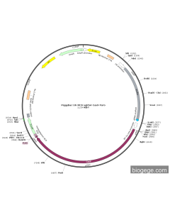 PiggyBac-U6-MCS-sgRNA-Cas9-Puro