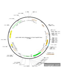 pLV3-CMV-CXCL12(human)-3×FLAG-CopGFP-Puro