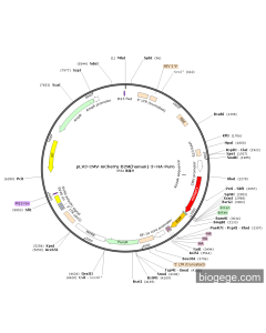 pLV3-CMV-mCherry-B2M(human)-3×HA-Puro