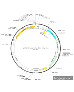 pMIR345(human)-Fluc-SV40-hRluc-Neo