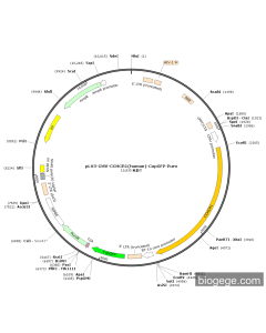 pLV3-CMV-CCHCR1(human)-CopGFP-Puro