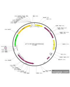 pT7-6×His-EGFP-NANOG(human)