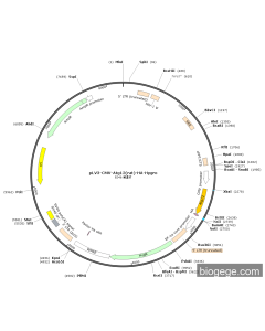 pLV3-CMV-Atg12(rat)-HA-Hygro