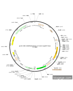 pLV3-CMV-IGFBP5(human)-3×FLAG-CopGFP-Puro