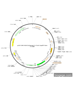 pLV3-CMV-H2AC21(human)-3×FLAG-CopGFP-Puro