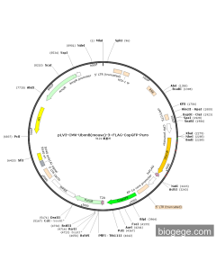 pLV3-CMV-Ubxn8(mouse)-3×FLAG-CopGFP-Puro