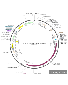 pLV3-U6-Atg5(rat)-sgRNA3-Cas9-Hyg