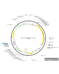 pCMV-NR4A1(human)-8×His-Neo