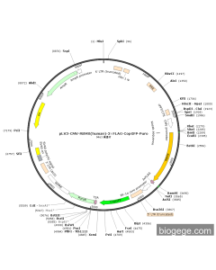 pLV3-CMV-RBMX(human)-3×FLAG-CopGFP-Puro