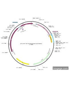 pTac-GST-TEV-GTF2H1(human-opt-human)