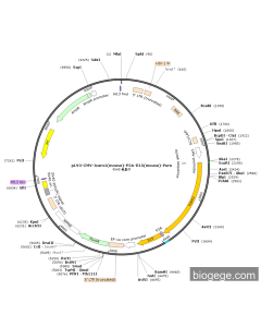 pLV3-CMV-Icam1(mouse)-P2A-Il15(mouse)-Puro