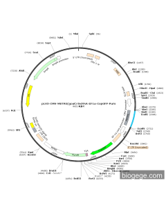 pLV3-CMV-MSTRG(goat)-lncRNA-EF1a-CopGFP-Puro