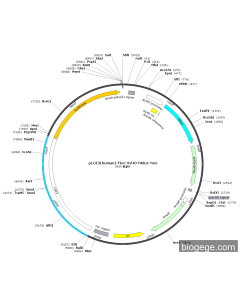 pLGI3(human)-Fluc-SV40-hRluc-Neo