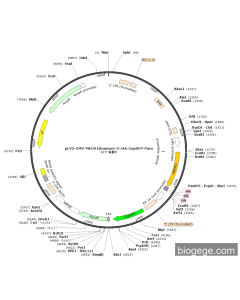 pLV3-CMV-MEOX1(human)-3×HA-CopGFP-Puro