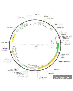 pLV3-CMV-EGFP-PDPK1(human)-EF1a-Puro