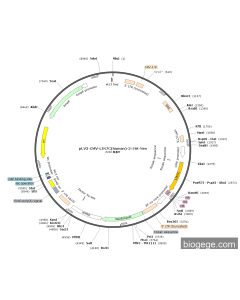 pLV3-CMV-LIN7C(human)-3×HA-Neo