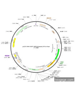 pLV3-CMV-EGFP-GMNN(human)-EF1a-Puro