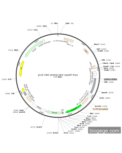 pLV3-CMV-Nfix(mouse)-circRNA-CopGFP-Puro