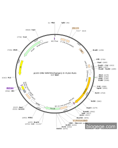 pLV3-CMV-WWTR1(human)-3×FLAG-Puro