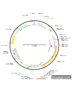 pLV3-CMV-PLAT(human)-6×His-Puro